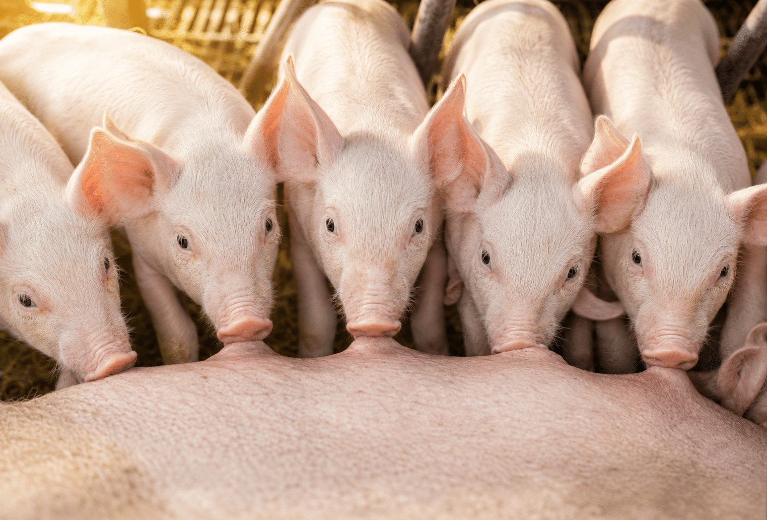 Bewital agri Farm Solutions Sauen mit Ferkel im Stall Thema Abferkeln und Laktation