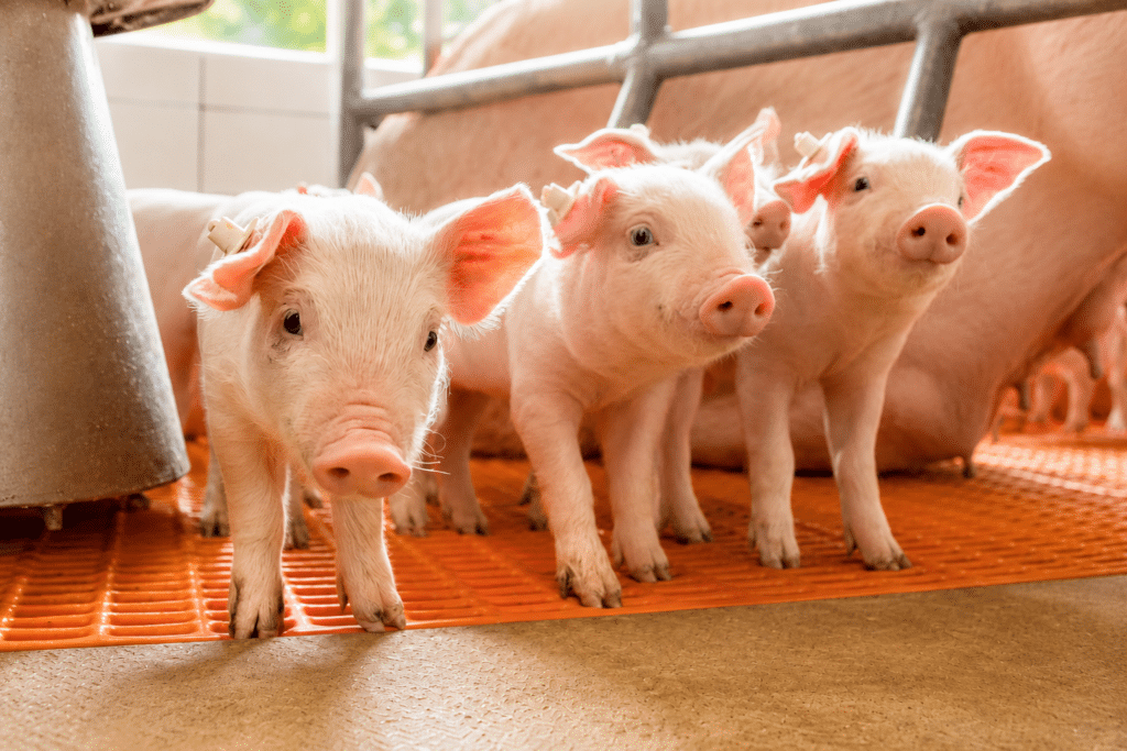 Bewital agri Farm Solutions Ferkel im Stall Thema Absetzen ohne Leistungseinbrüche