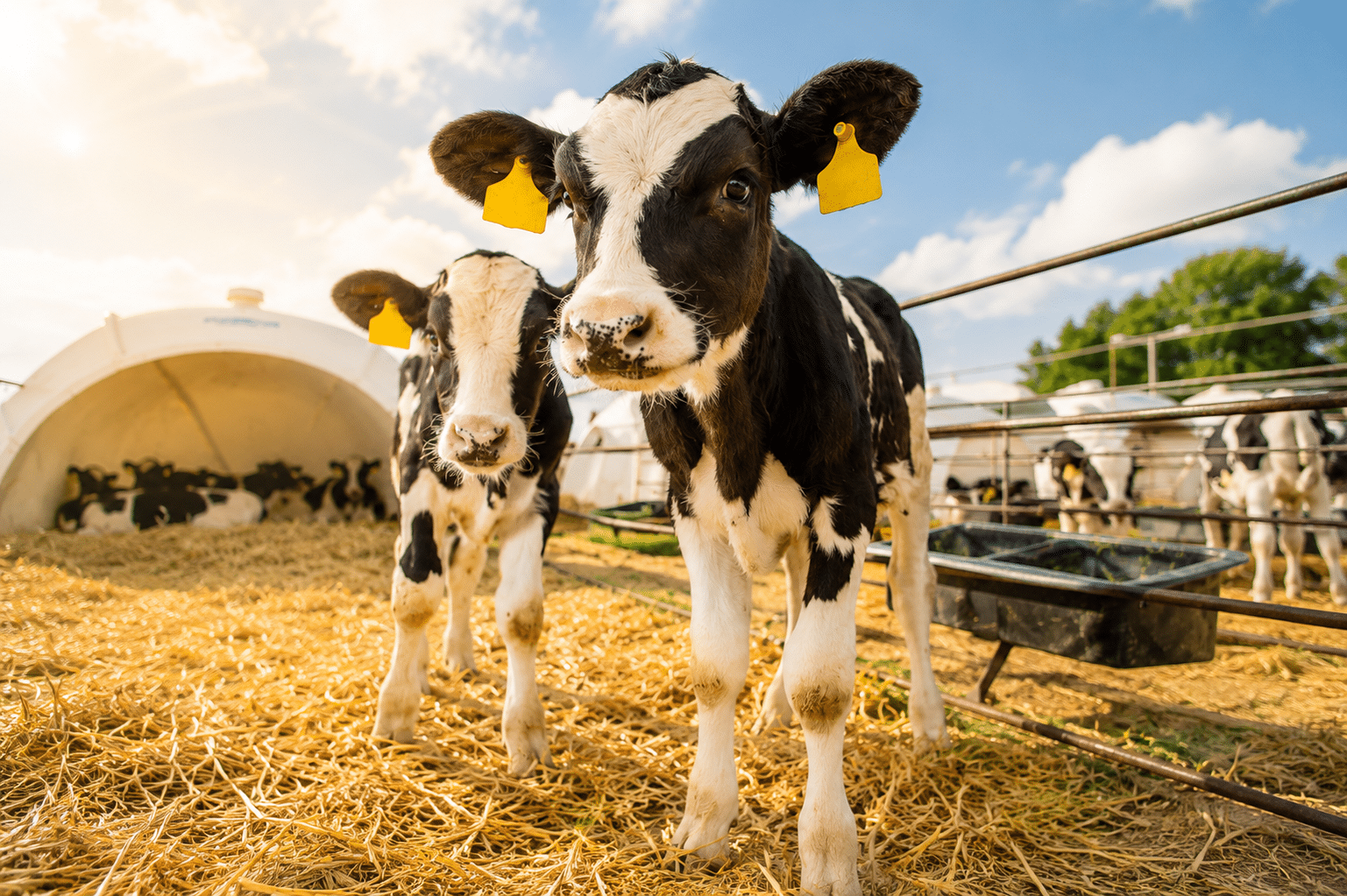 Bewital agri Farm Solutions Kälberstall Thema Kolostrumversorgung