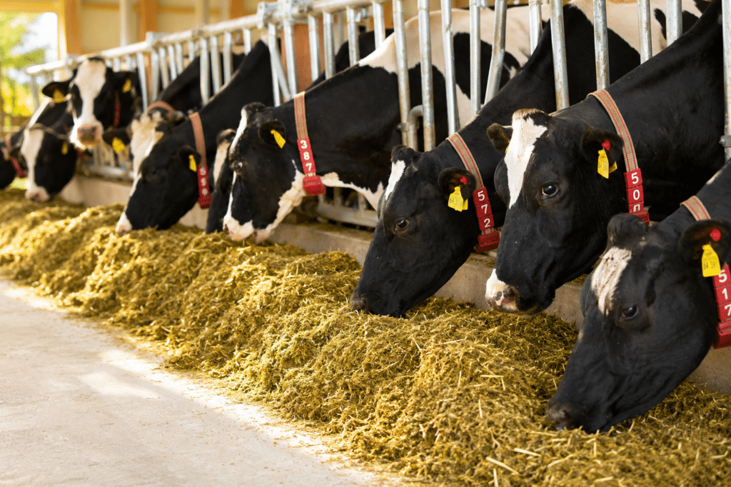 Bewital agri Farm Solutions Kuh / Kühe im Stall Thema Aminosäurenversorgung