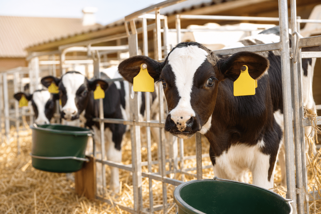 Bewital agri Farm Solutions Kalb / Kälber im Stall Thema Eisenmangel bei Vollmilchfütterung