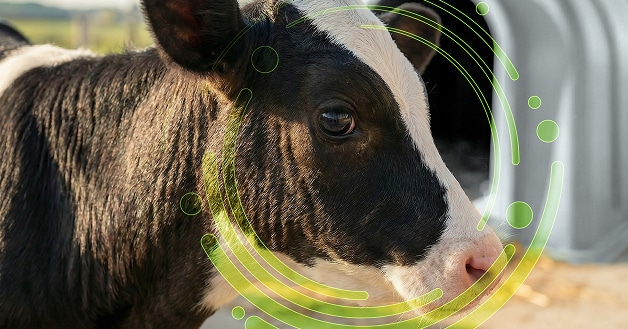 Bewital agri farm gut it! schwarz weiß geflecktes Kalb / Kälber auf einer Wiese