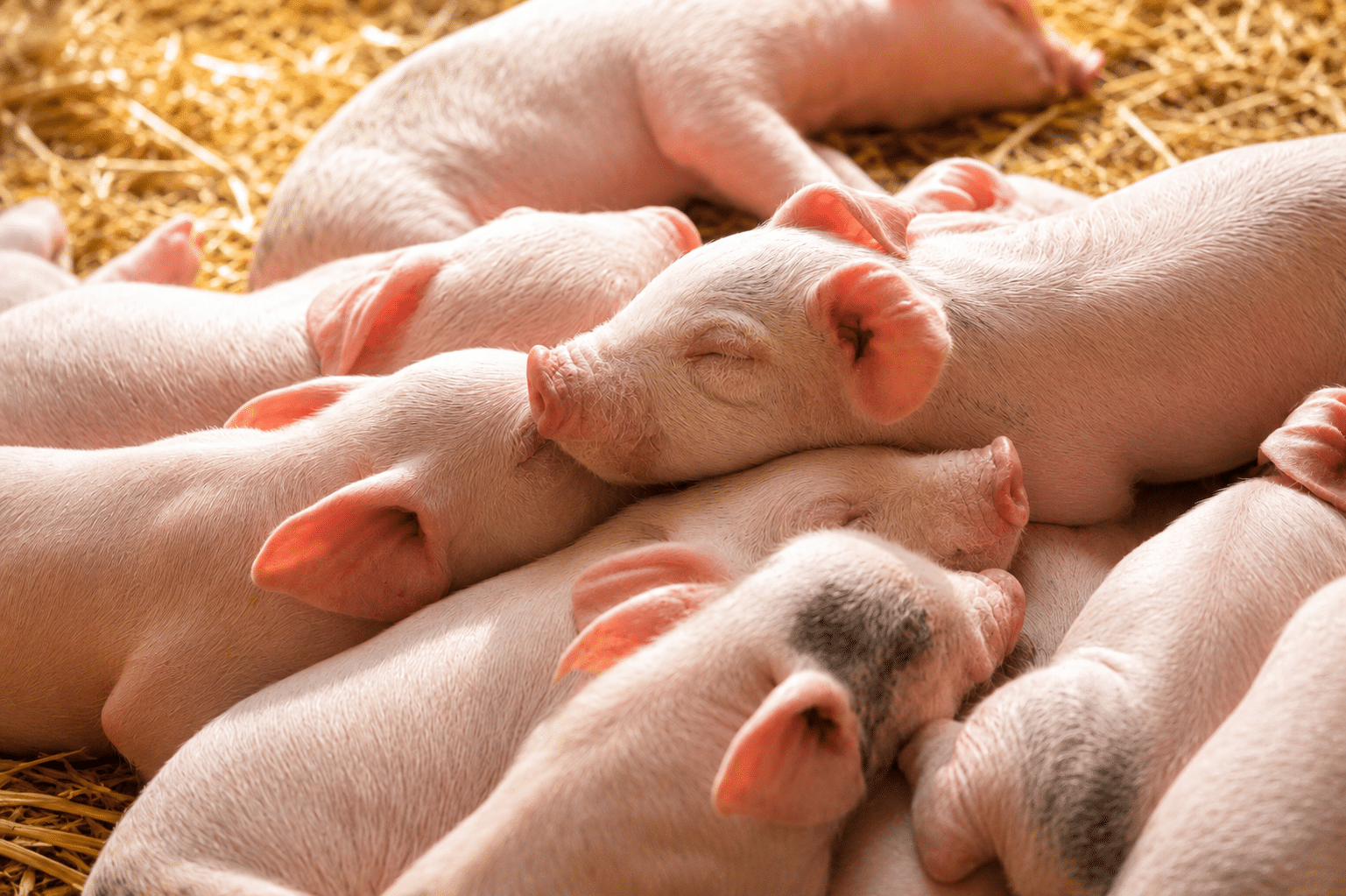 Bewital agri Farm Solutions Ferkel im Stall Thema Durchfall