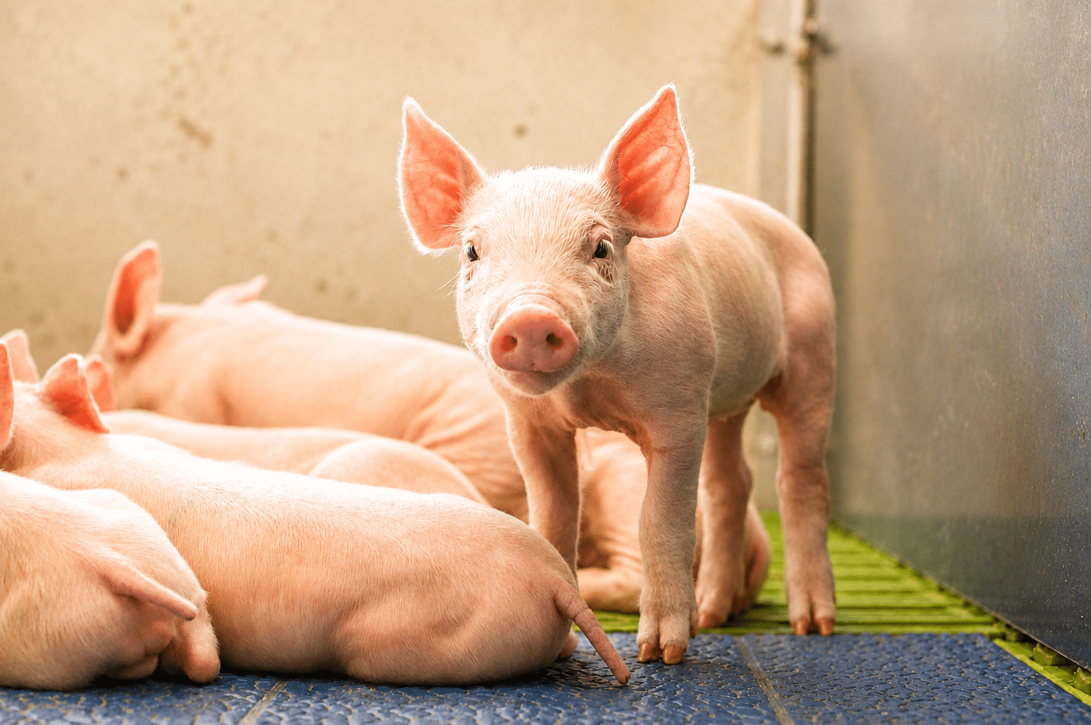 Bewital agri Farm Solutions Ferkel Absetzen