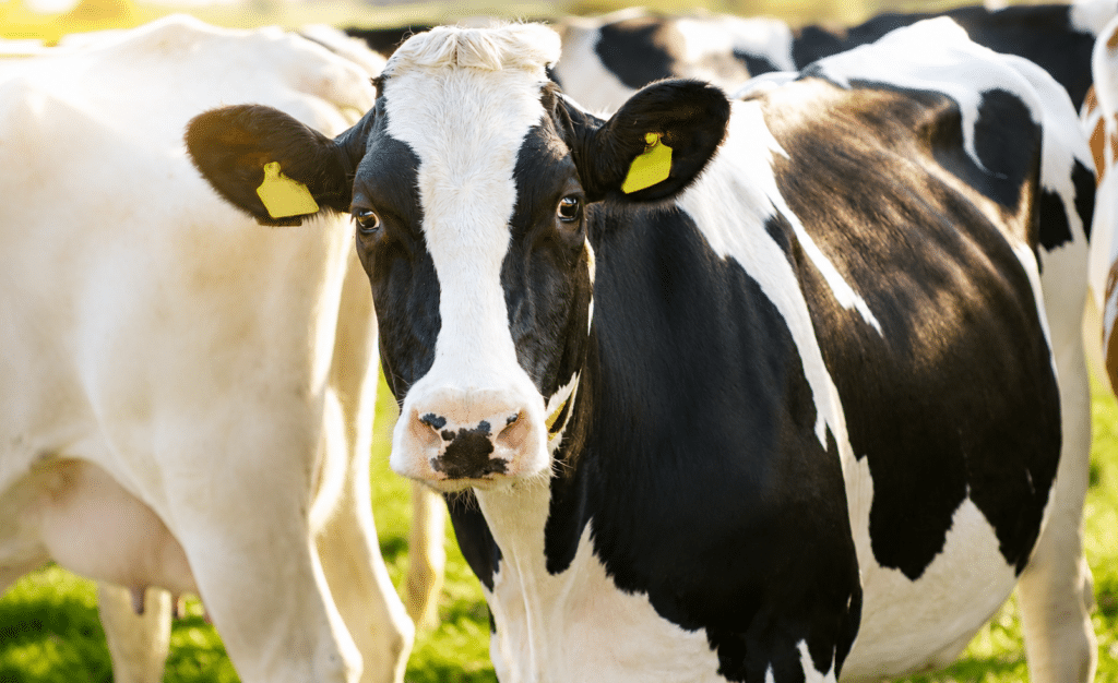Bewital agri Farm Solutions Kühe auf einer Weide Thema Fruchtbarkeit