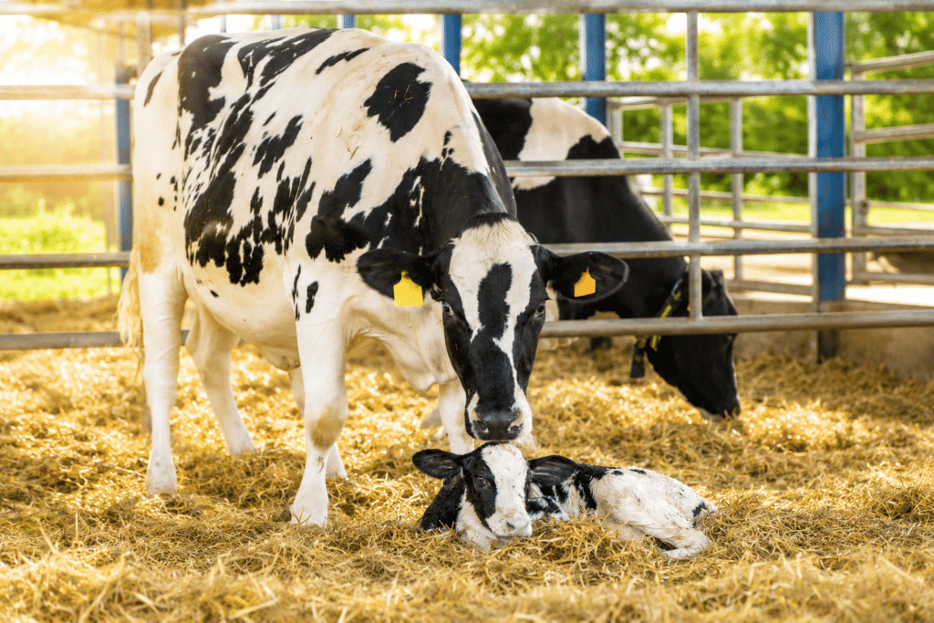Bewital agri Farm Solutions Kühe mit Kalb im Stall Thema Geburtsstress