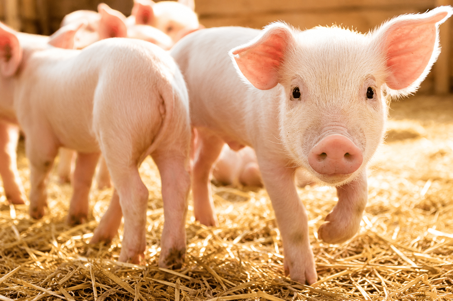 Bewital agri Farm Solutions Ferkel im Stall Thema Hitzestress