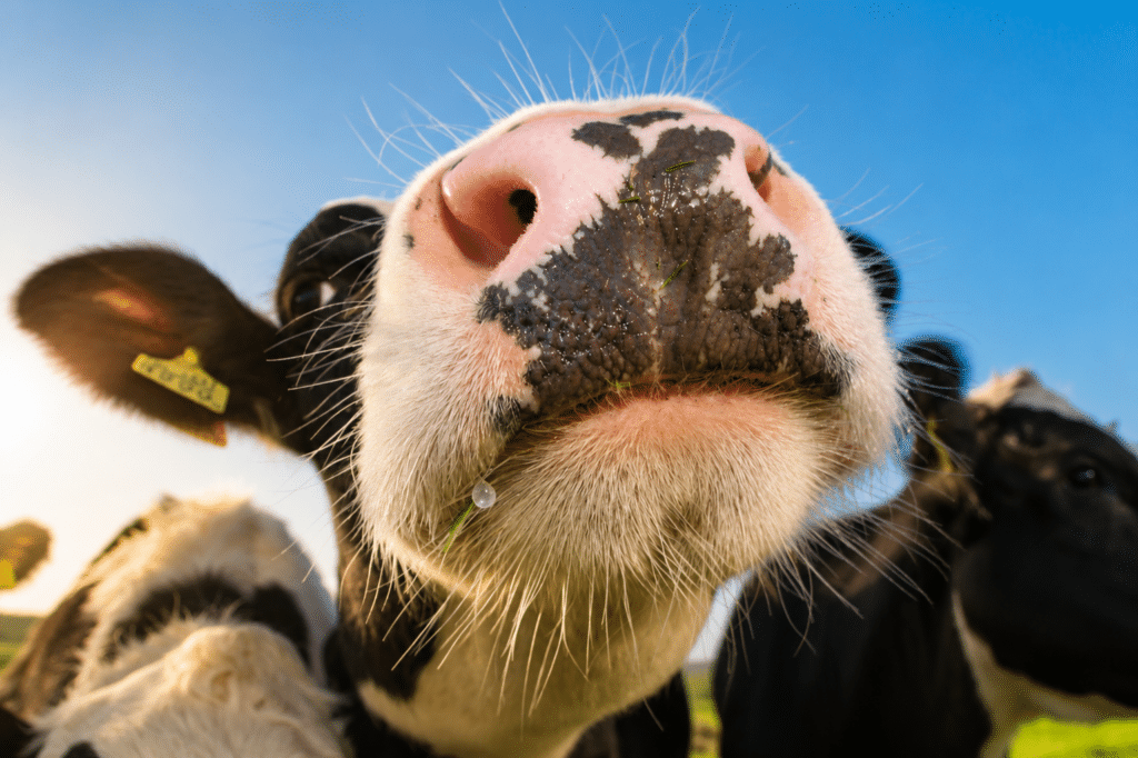Bewital agri Farm Solutions Kühe auf einer Weide Thema Hitzestress