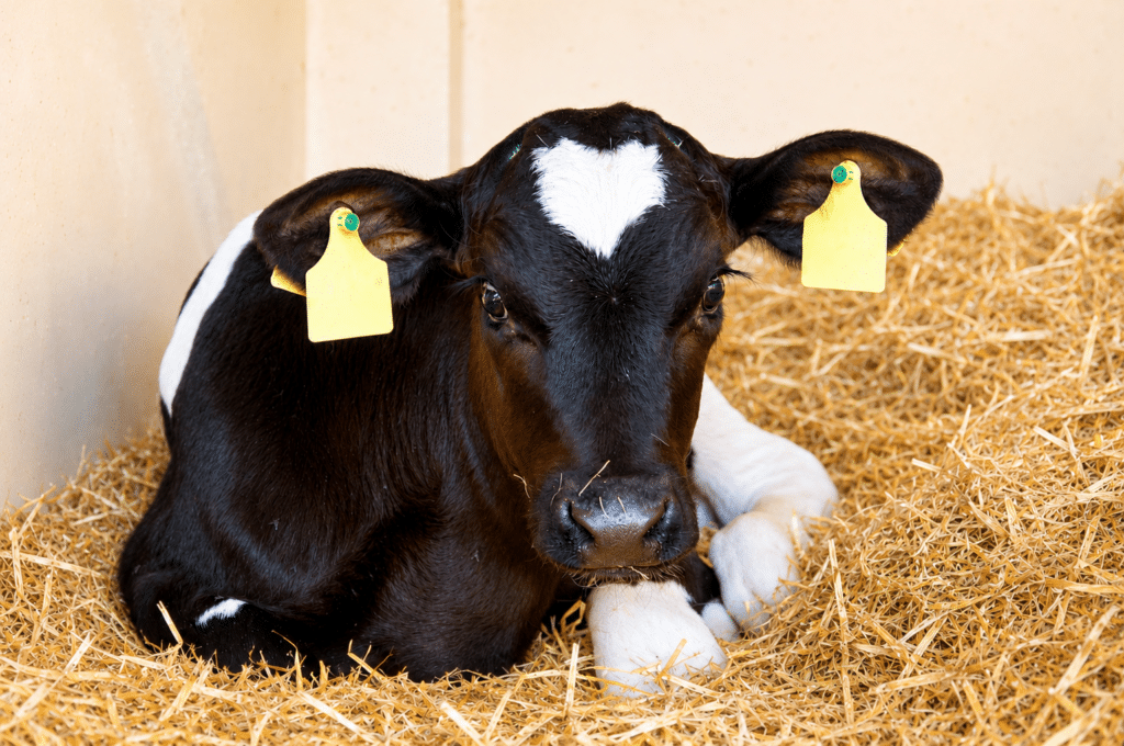 Bewital agri Farm Solutions Kalb / Kälber im Stall Thema Durchfall
