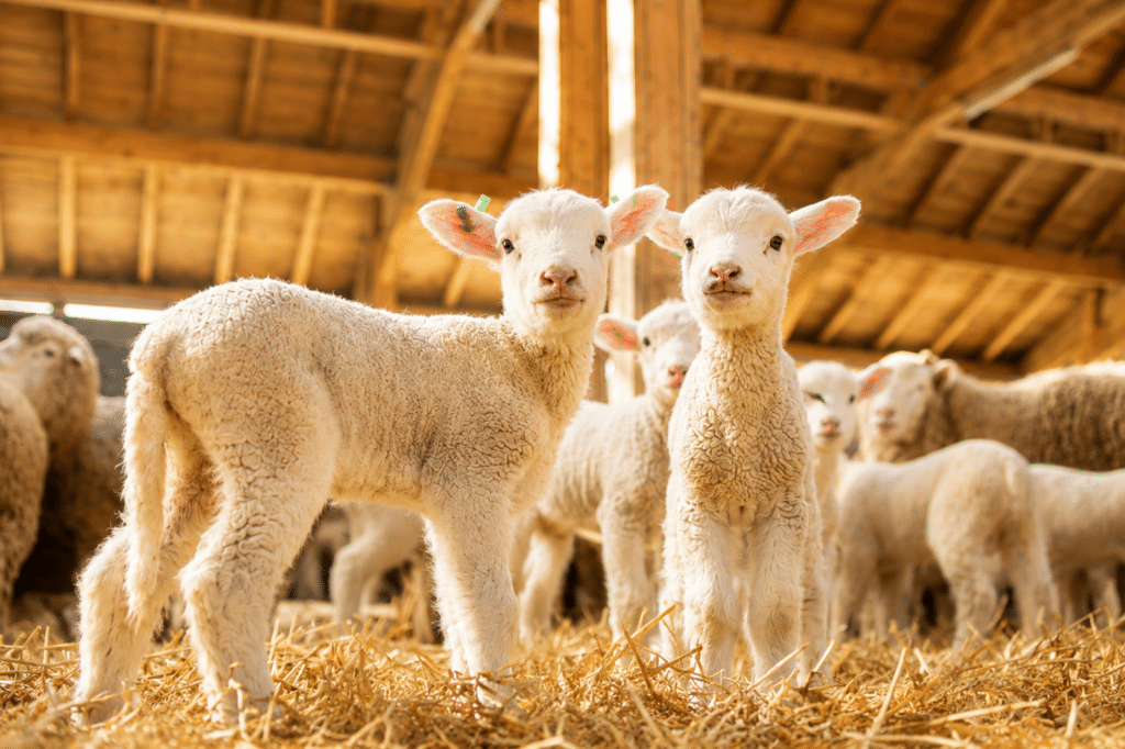 Bewital agri Farm Solutions Lamm / Lämmer im Stall Thema Kolostrumversorgung