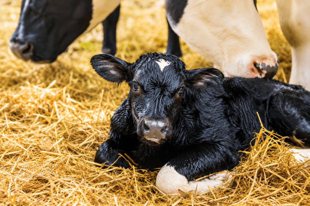 Bewital agri Farm Solutions Kalb / Kälber im Stall Thema Kolostrumversorgung