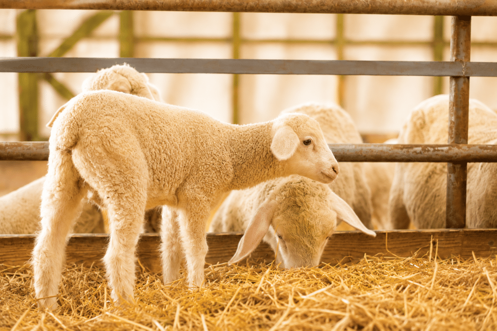 Bewital agri Farm Solutions Lamm / Lämmer im Stall Thema Durchfall
