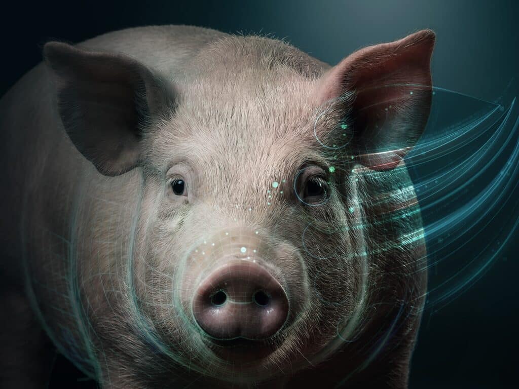 Bewital agri Feed Specialities Schwein Nahaufnahme