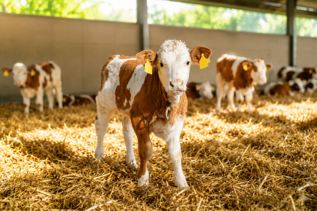 Bewital agri Farm Solutions Kalb / Kälber / Fresser im Stall Thema Stress nach der Einstallung