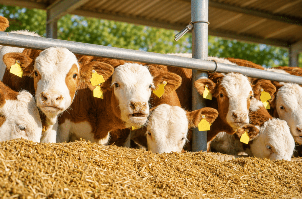 Bewital agri Farm Solutions Kalb / Kälber / Fresser im Stall Thema Verdauungsprobleme