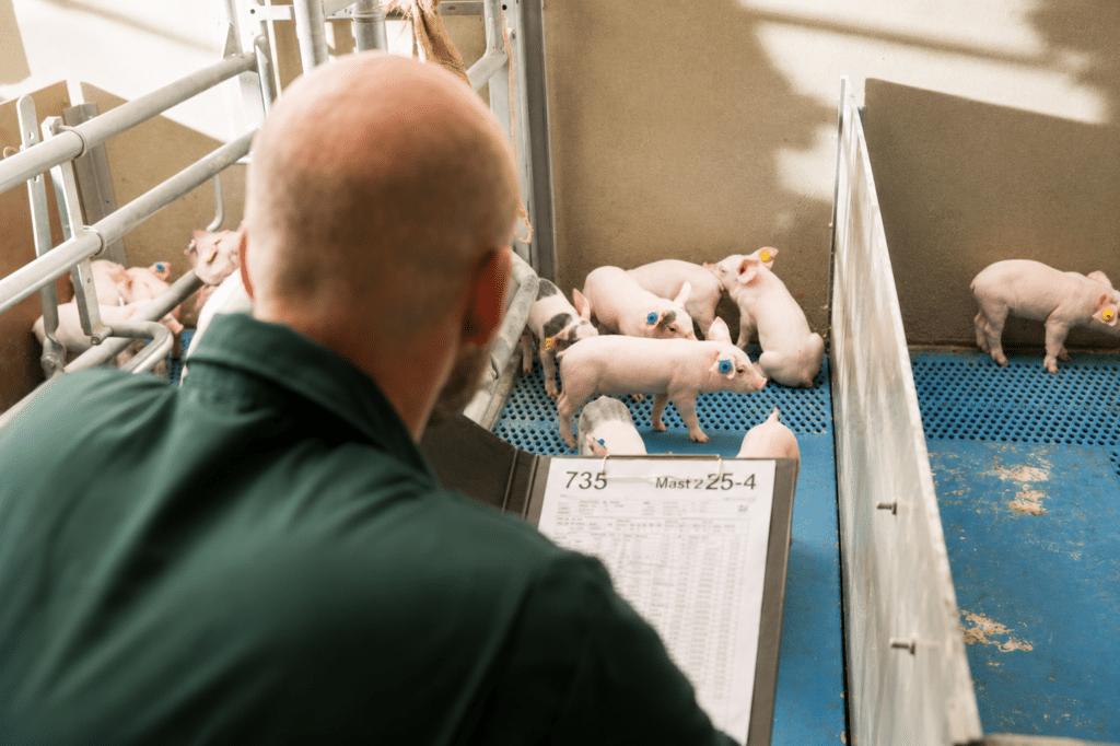 Bewital agri Farm Solutions Ferkel im Stall Thema Wachstumsdepressionen
