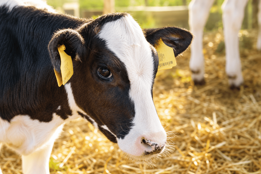 Bewital agri Farm Solutions Kalb / Kälber im Stall Thema Wachstumsdepressionen
