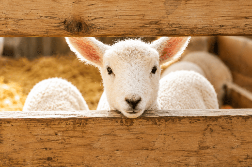 Bewital agri Farm Solutions Lamb / Lambs in the barn Topic secure liquid feed intake