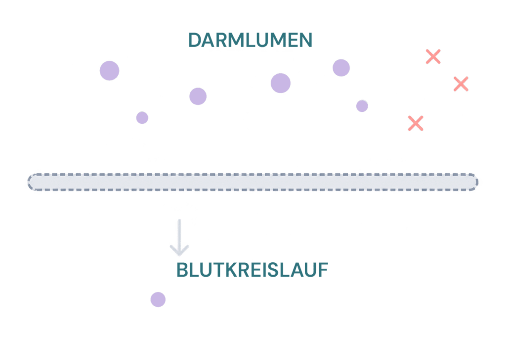 Bewital agri illustration of the transition from the intestinal lumen into the bloodstream with red crosses as a symbol for insufficient nutrient absorption (Gites)