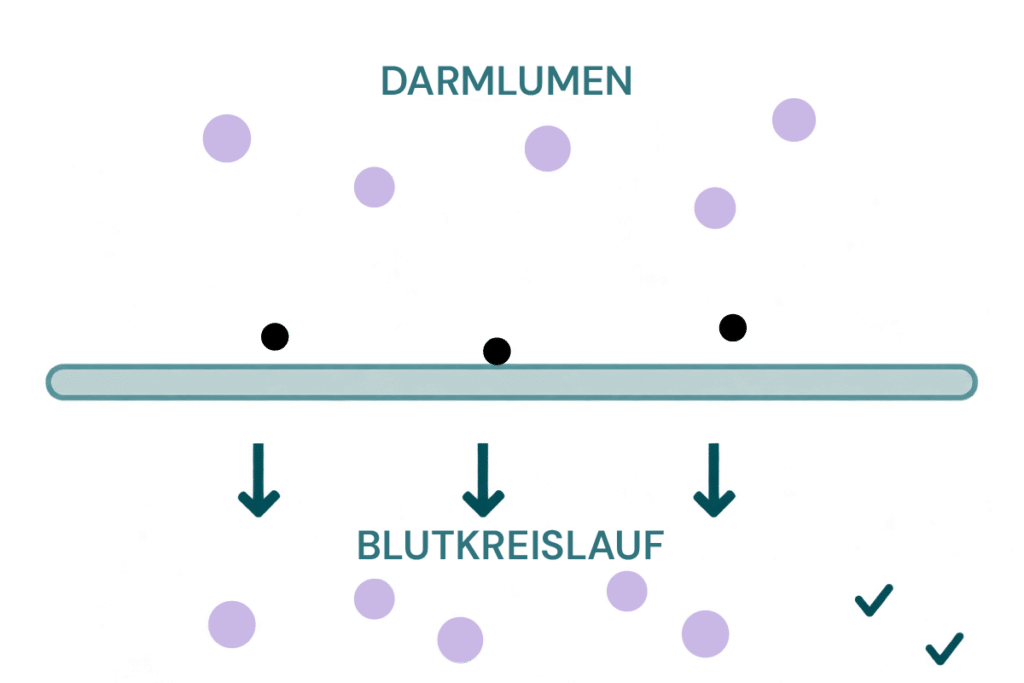Bewital agri illustration of the transition from the intestinal lumen into the bloodstream with checkmarks as a symbol for improved nutrient absorption (Gites)